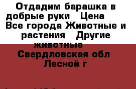 Отдадим барашка в добрые руки › Цена ­ 1 - Все города Животные и растения » Другие животные   . Свердловская обл.,Лесной г.